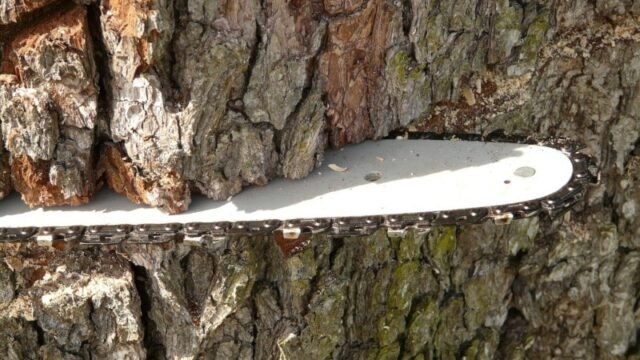 Tree-Felling