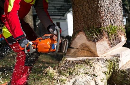 Tree-Felling-Removal-Cost