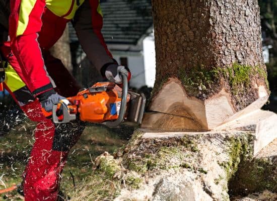 Tree-Felling-Removal-Cost