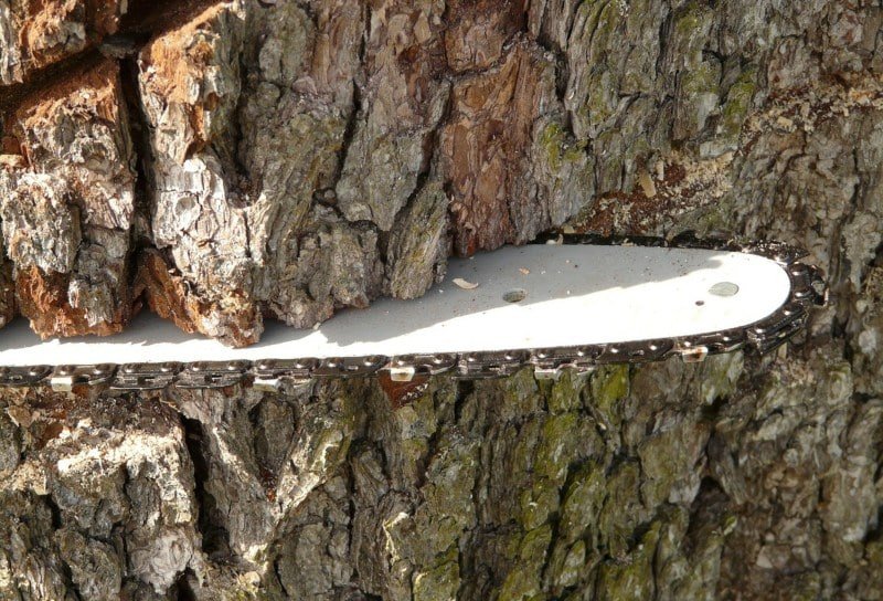 Tree-Felling