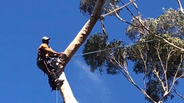 blue-gum-tree-felling-cape-town-2