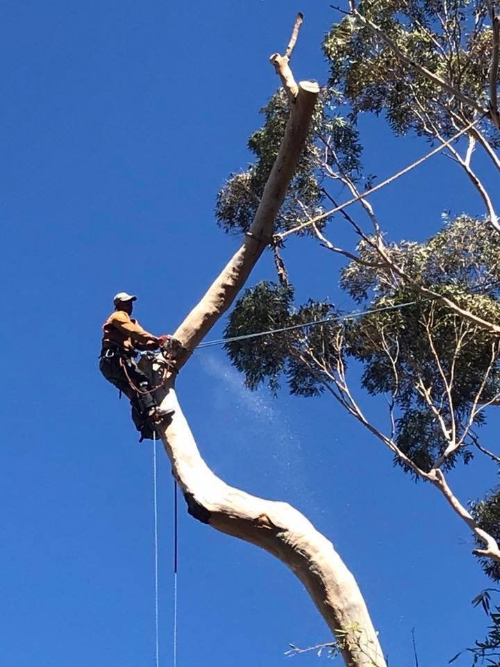 blue-gum-tree-felling-cape-town-2